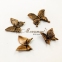 Бабочка из бронзы 29066/04 Caggiati 3