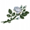 Розы покрашенные 29676 Caggiati